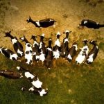 伊人免费视频网青青 0b7hq