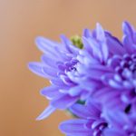 国产AV欧美在线观看 kak68228m