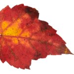 今日吃瓜:ccggmod最新动态与精彩揭秘 y08i81k8